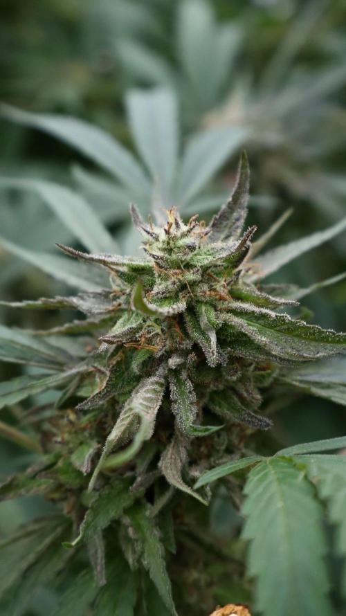 Candy Cream Go Fast. Week 25