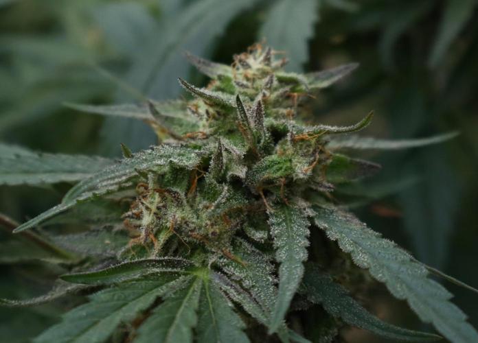 Candy Cream Go Fast. Week 25