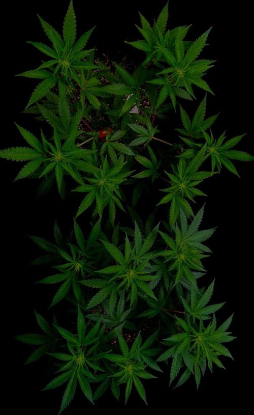 Zoap Rose. Week 9