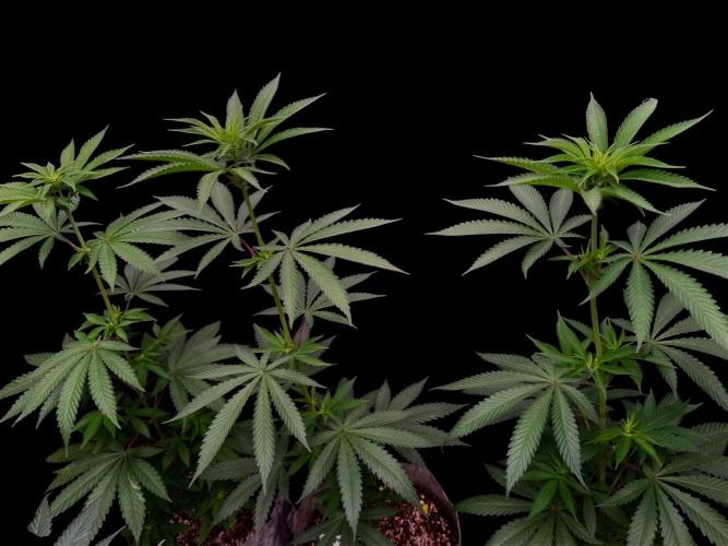 Mataro Blue. Week 9