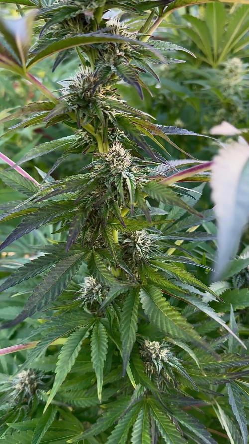 3 Strains 4 plants