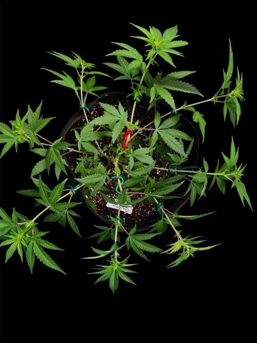 Zoap Rose. Week 9