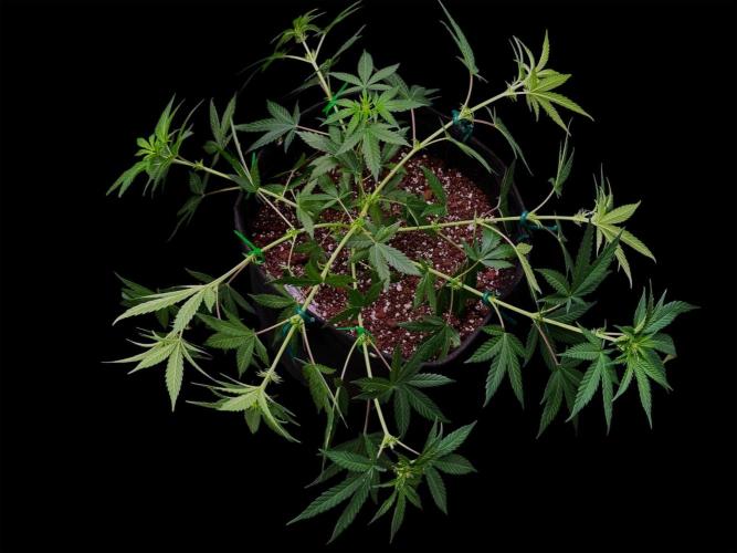 Zoap Rose. Week 9