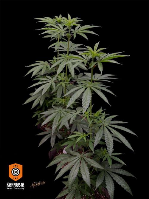 Mataro Blue. Week 9