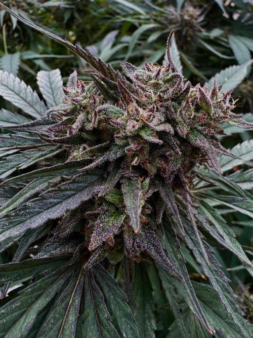 Candy Cream Go Fast. Week 25