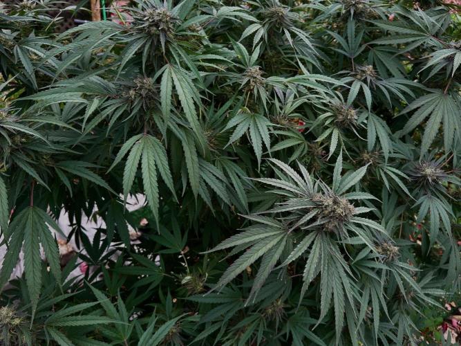 Candy Cream Go Fast. Week 25