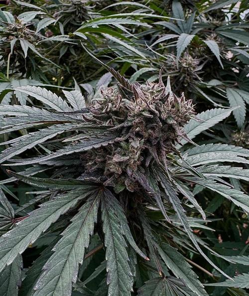Candy Cream Go Fast. Week 25