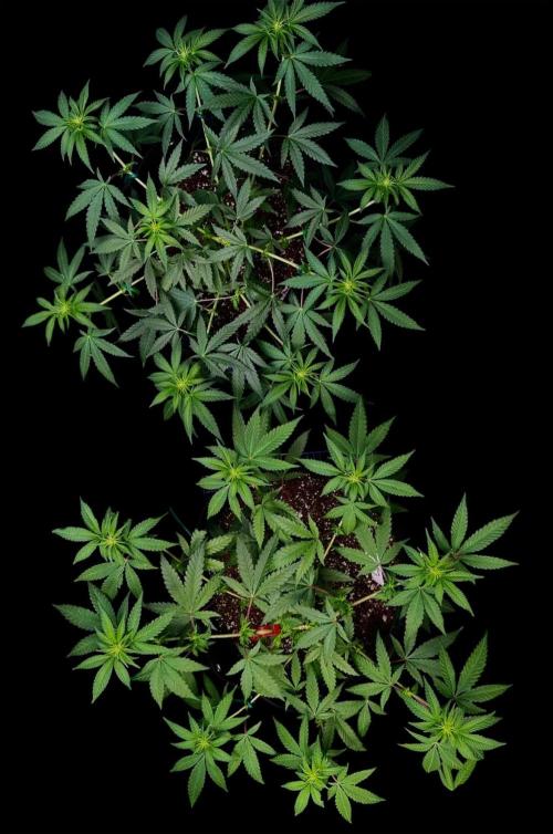 Zoap Rose. Week 9