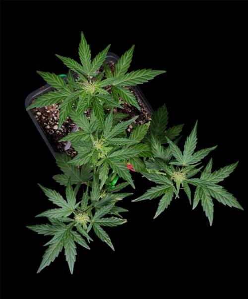 Fat Bastard Auto. Week 5