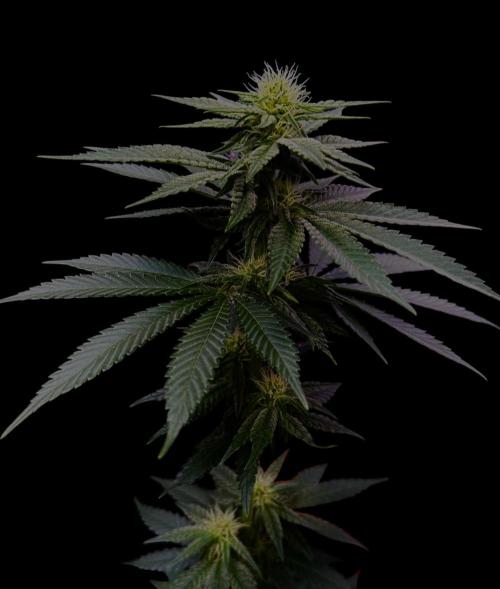 Mataro Blue. Week 11