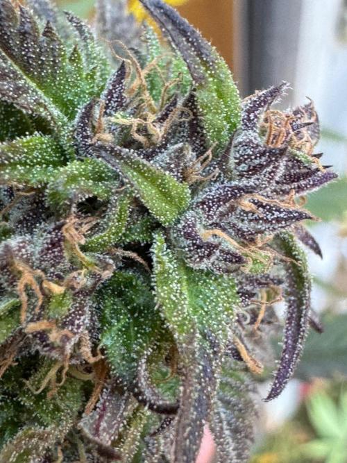 3 Strains 4 plants. Week 10