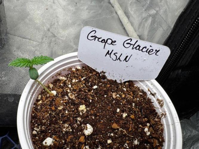 Grape Glacier. Week 1