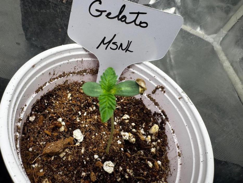 Gelato. Week 1