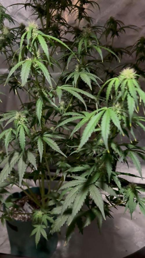Auto Amnesia 