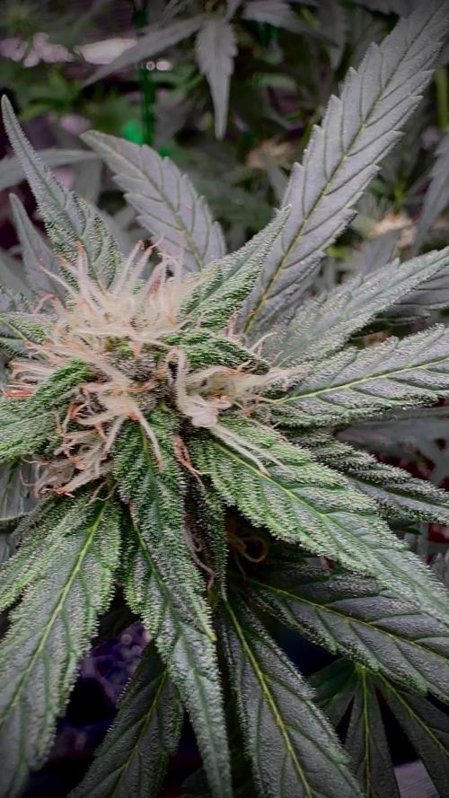 Auto Purple Opium 