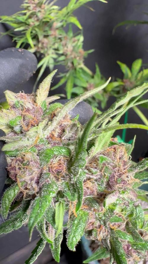 Auto Purple Opium 