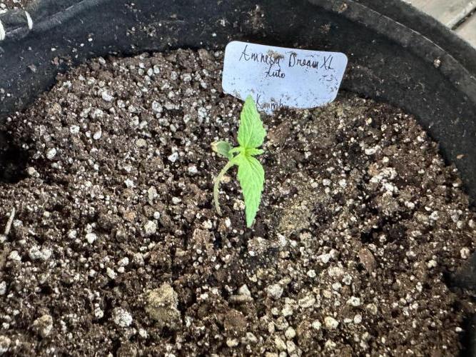 Amnesia Dream XL Auto. Week 2