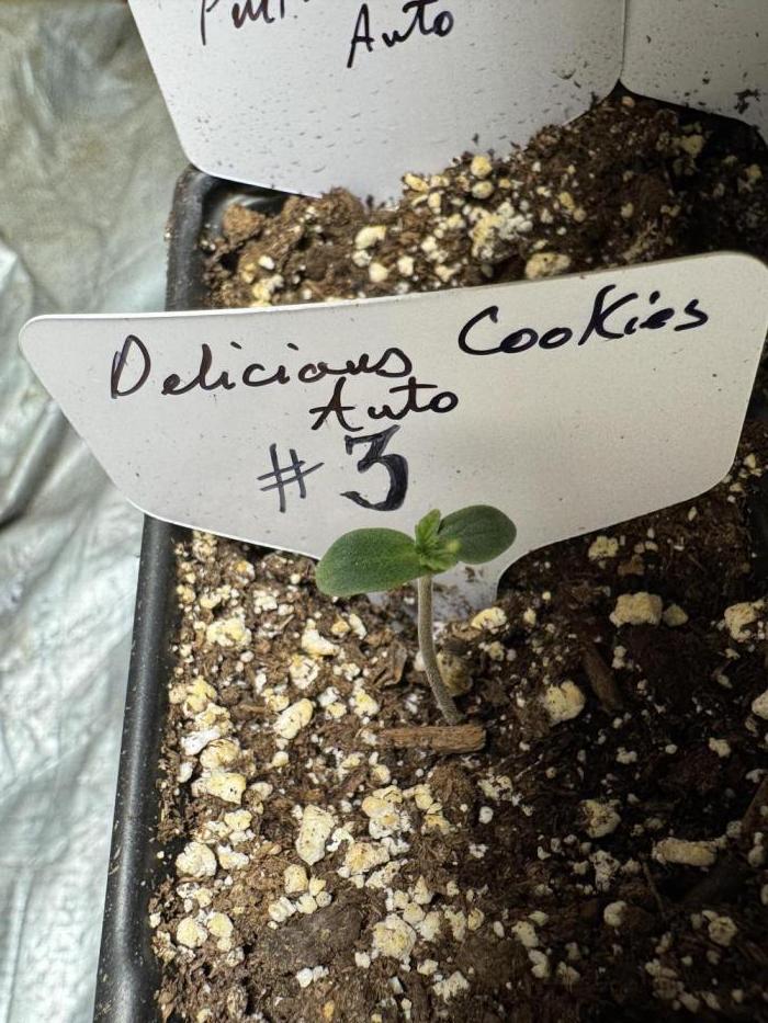 ?Delicious Cookies Auto #3?. Week 0