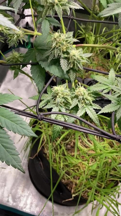 Lemon tree 2.0 fem (no fast)