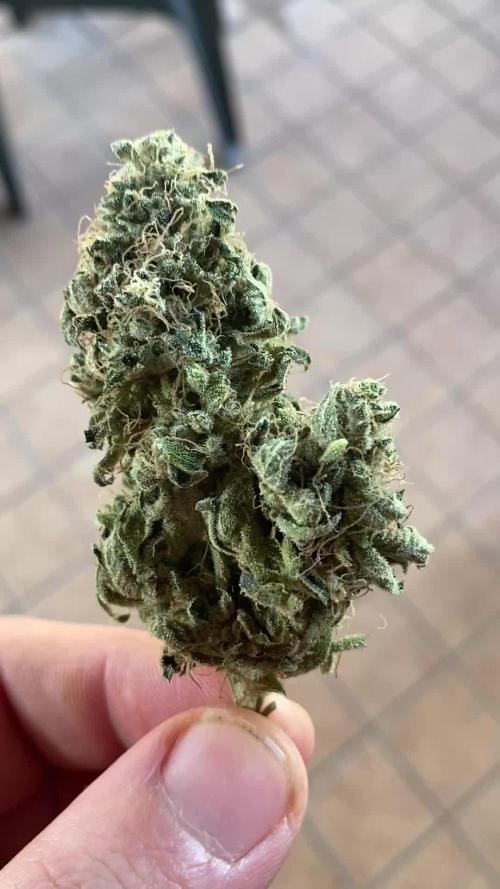 Lemon tree 2.0 fem (no fast)