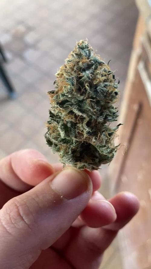 Lemon tree 2.0 fem (no fast)