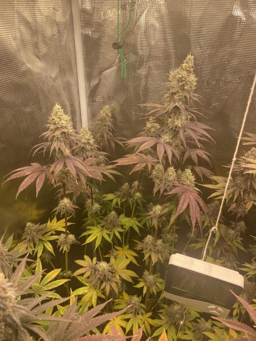 Powered by Krimon. Week 14