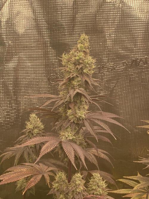 Powered by Krimon. Week 14