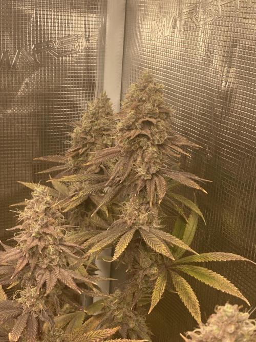 Powered by Krimon. Week 14