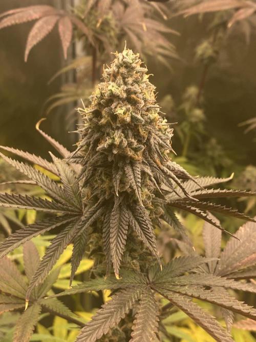 Powered by Krimon. Week 14