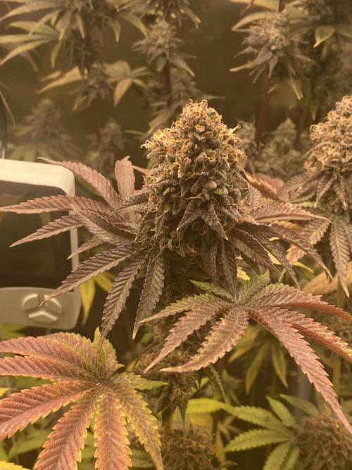 Powered by Krimon. Week 14