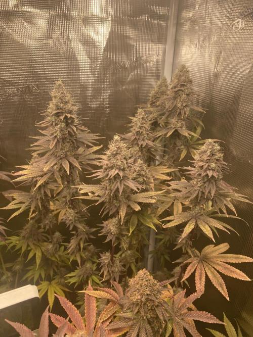 Powered by Krimon. Week 14