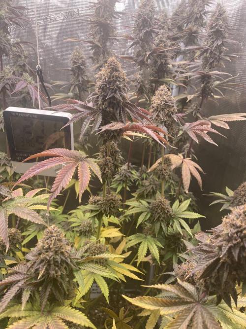 Powered by Krimon. Week 14