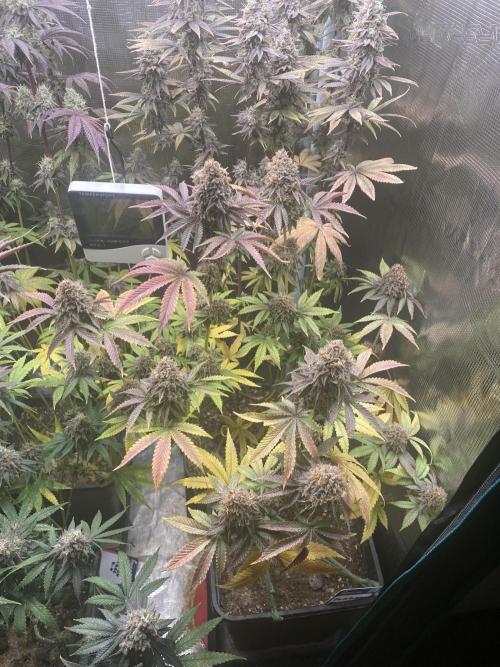 Powered by Krimon. Week 14