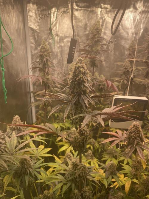 Powered by Krimon. Week 14