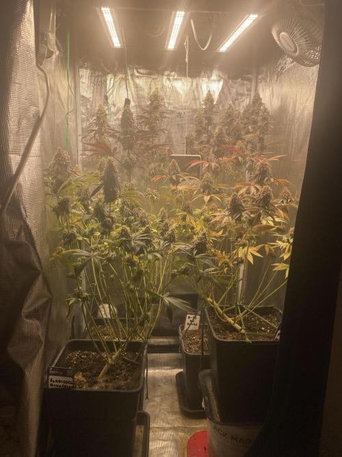 Powered by Krimon. Week 14