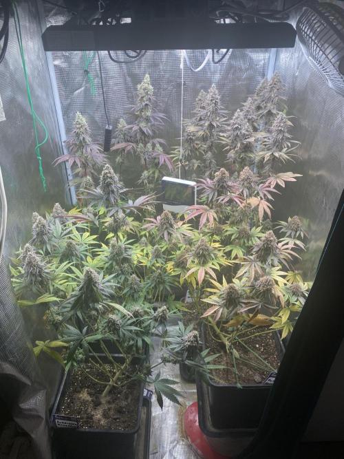 Powered by Krimon. Week 14