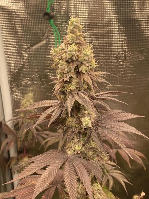 Powered by Krimon. Week 15