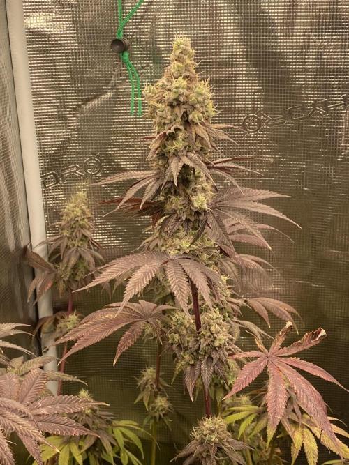 Powered by Krimon. Week 15