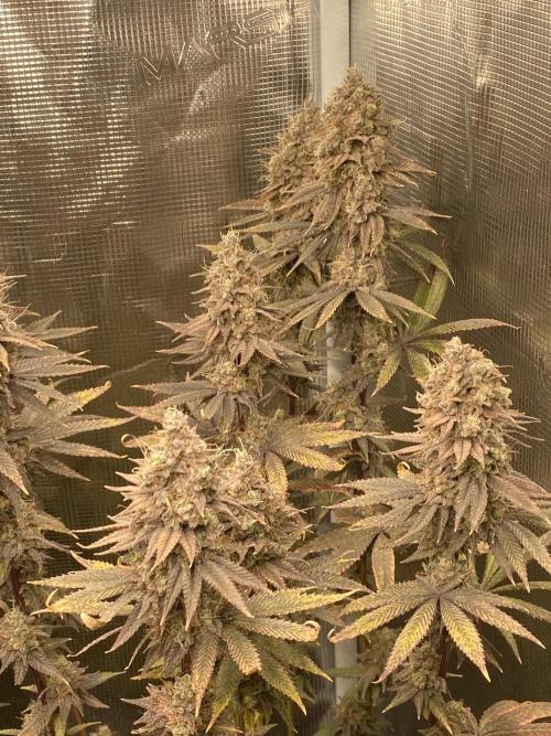 Powered by Krimon. Week 15