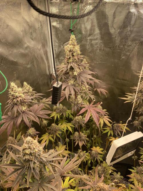 Powered by Krimon. Week 15