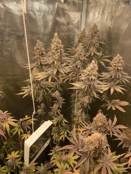 Powered by Krimon. Week 15