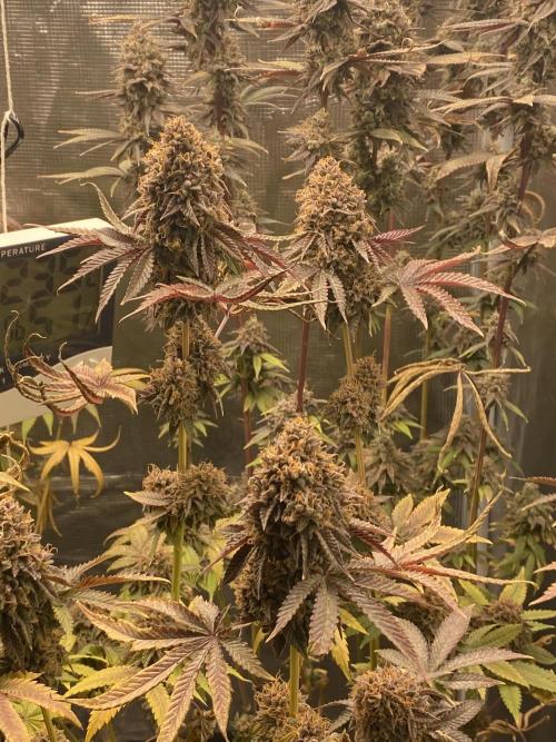 Powered by Krimon. Week 15