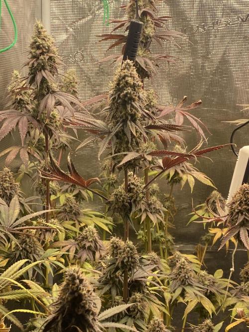 Powered by Krimon. Week 15