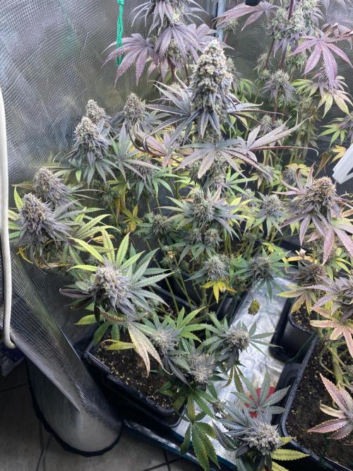 Powered by Krimon. Week 15