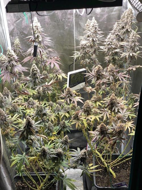 Powered by Krimon. Week 15