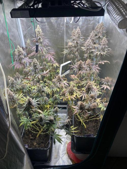 Powered by Krimon. Week 15