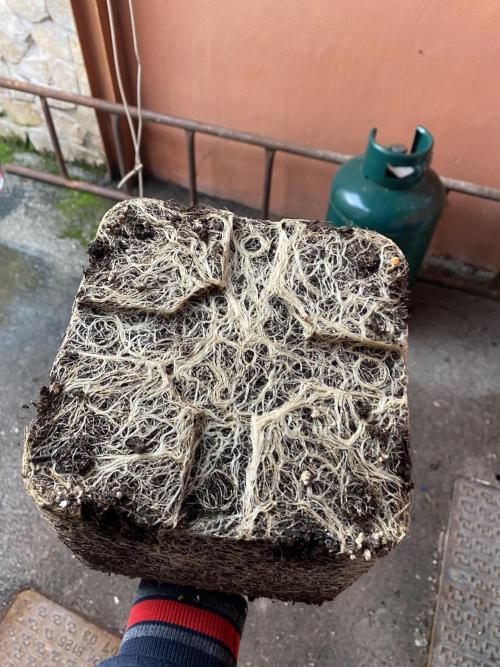 Powered by Krimon. Week 16