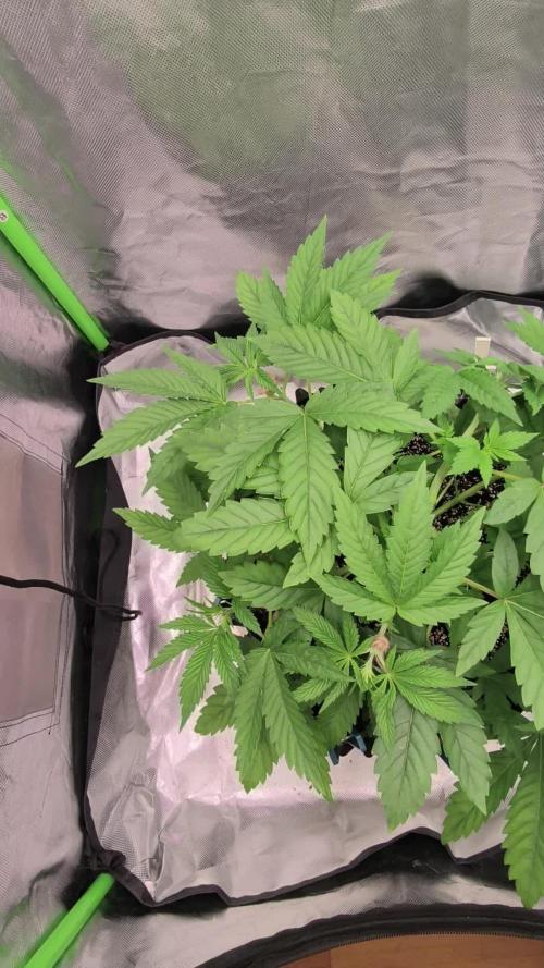 Gorilla melon 🦍🍈