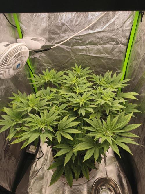 Gorilla melon 🦍🍈. Week 9