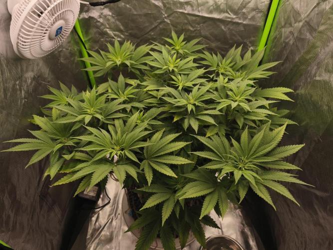 Gorilla melon 🦍🍈. Week 9